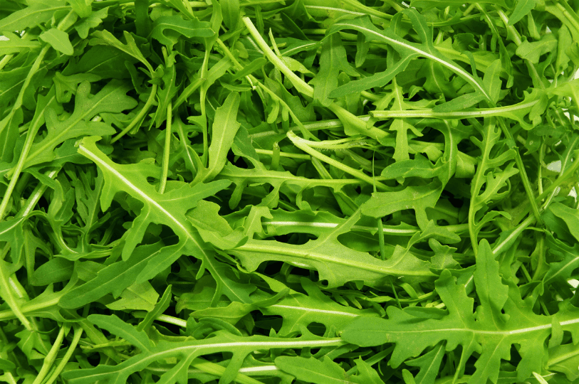 A vibrant, close-up view of fresh spring arugula leaves filling the frame, highlighting their distinct, textured edges. A vibrant, close-up view of fresh spring arugula leaves filling the frame, highlighting their distinct, textured edges.
