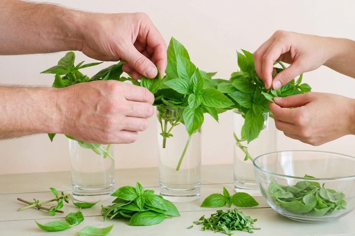 Multiple hands picking fresh basil leaves from stems in water glasses with chopped basil in bowl Multiple hands picking fresh basil leaves from stems in water glasses with chopped basil in bowl