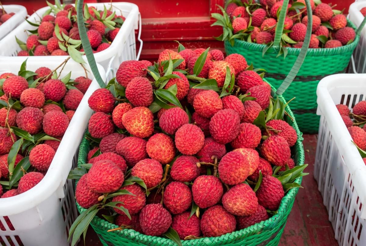Green basket packed full of fresh, bright red lychees. Green basket packed full of fresh, bright red lychees.