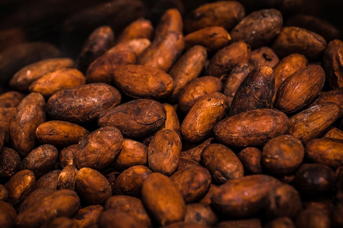 Fresh cocoa beans for chocolate production. Fresh cocoa beans for chocolate production.