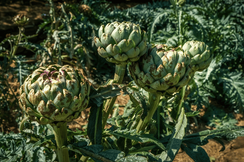 Four green artichokes growing on tall, thick stalks in a sunny field, surrounded by large, silvery-green jagged leaves during the spring harvest. Four green artichokes growing on tall, thick stalks in a sunny field, surrounded by large, silvery-green jagged leaves during the spring harvest.