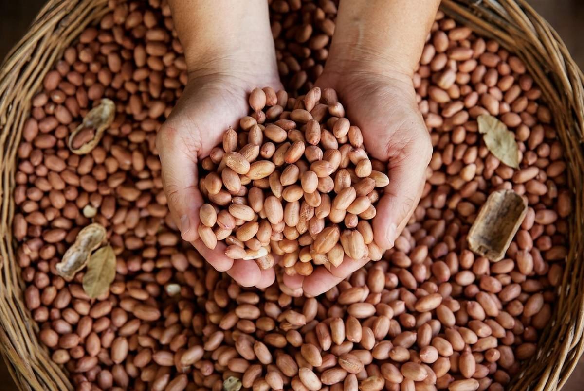 Two hands holding a scoop of raw peanuts over a large woven basket of peanuts. Two hands holding a scoop of raw peanuts over a large woven basket of peanuts.