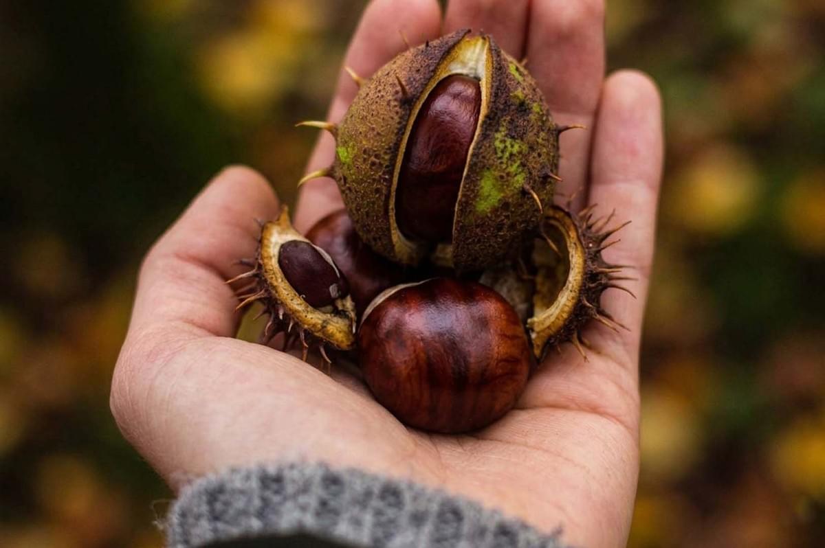A hand holding freshly harvested chestnuts still inside their spiky green and brown burrs A hand holding freshly harvested chestnuts still inside their spiky green and brown burrs