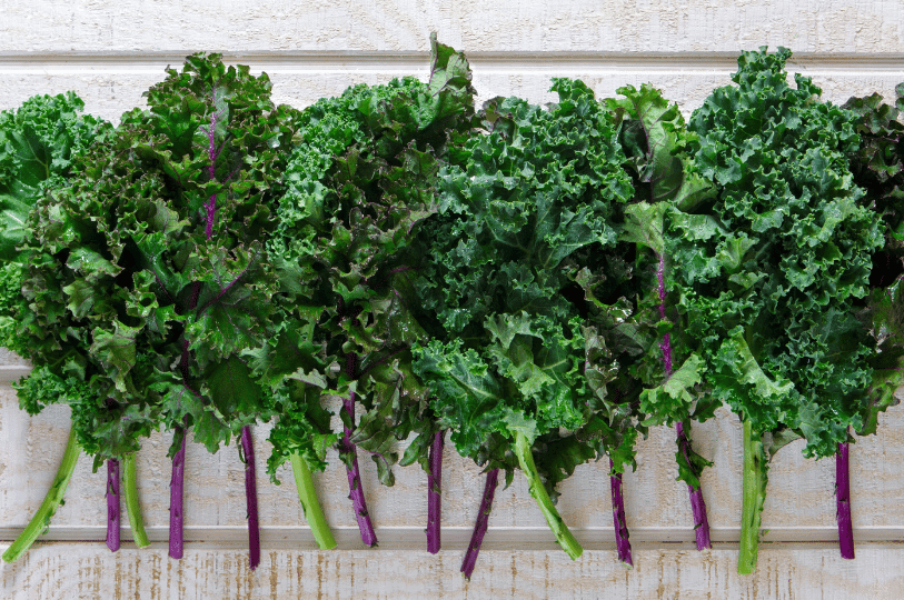 A flat-lay arrangement of individual kale stalks with purple and green stems lined up against a white wooden surface. A flat-lay arrangement of individual kale stalks with purple and green stems lined up against a white wooden surface.