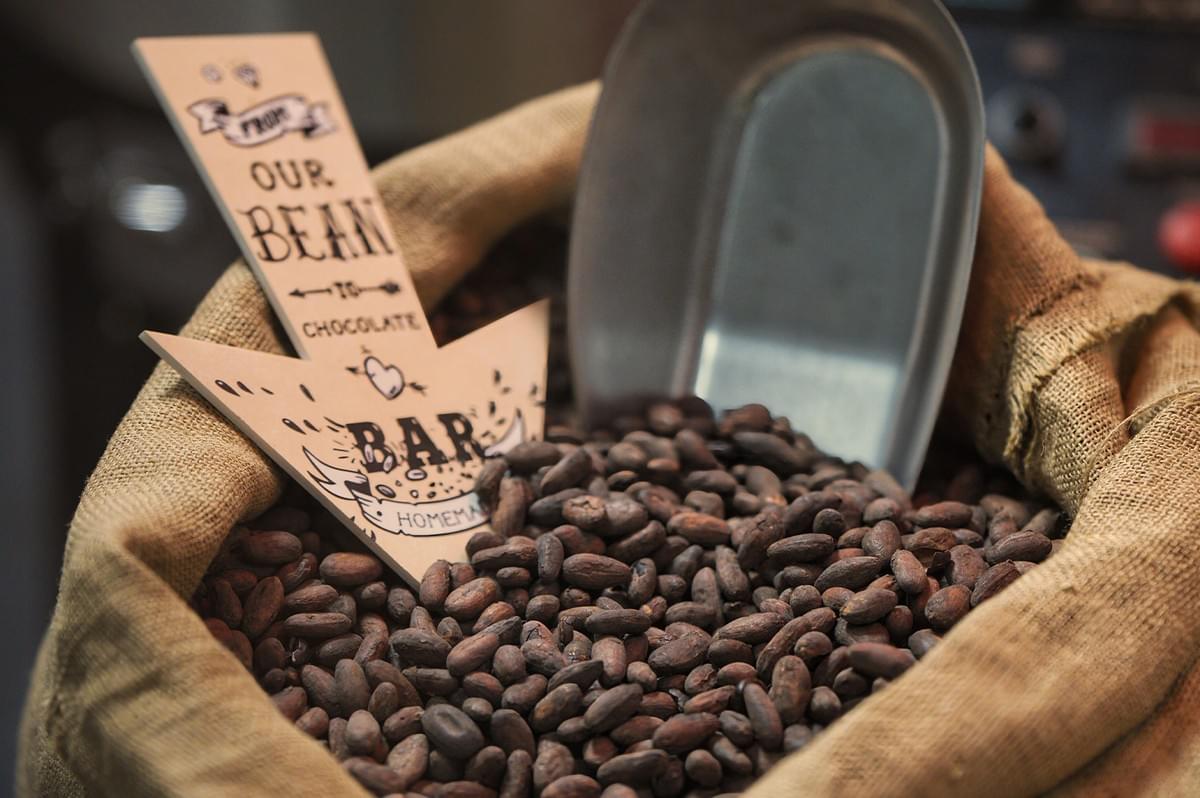 A burlap sack filled with raw cocoa beans and a chocolate making sign. A burlap sack filled with raw cocoa beans and a chocolate making sign.