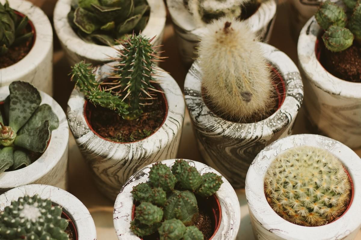 best place to buy succulents online best place to buy succulents online