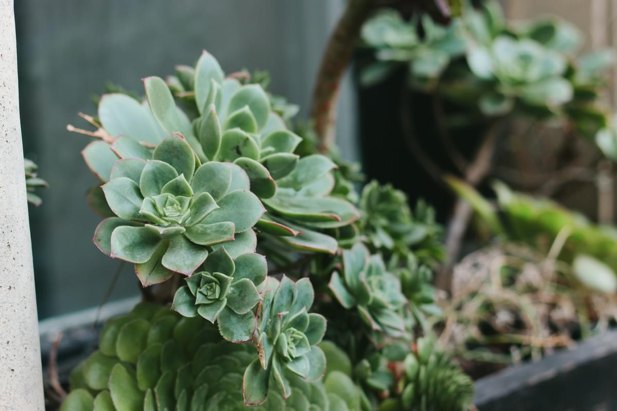 best place to buy succulents online best place to buy succulents online