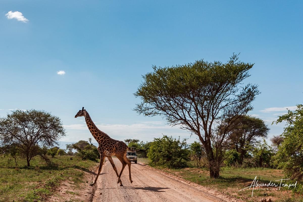 Giraffen haben hier Vorfahrt - Aufgenommen von Kameramann Alexander Tempel in Tansania Giraffen haben hier Vorfahrt - Aufgenommen von Kameramann Alexander Tempel in Tansania