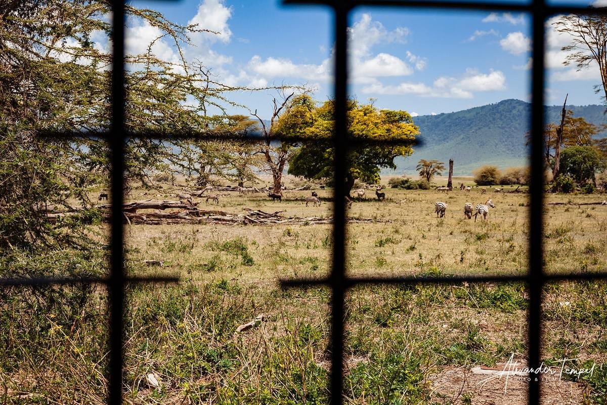 Safari-Ausblick von der Toilette im Ngorongoro Krater in Tansania Safari-Ausblick von der Toilette im Ngorongoro Krater in Tansania