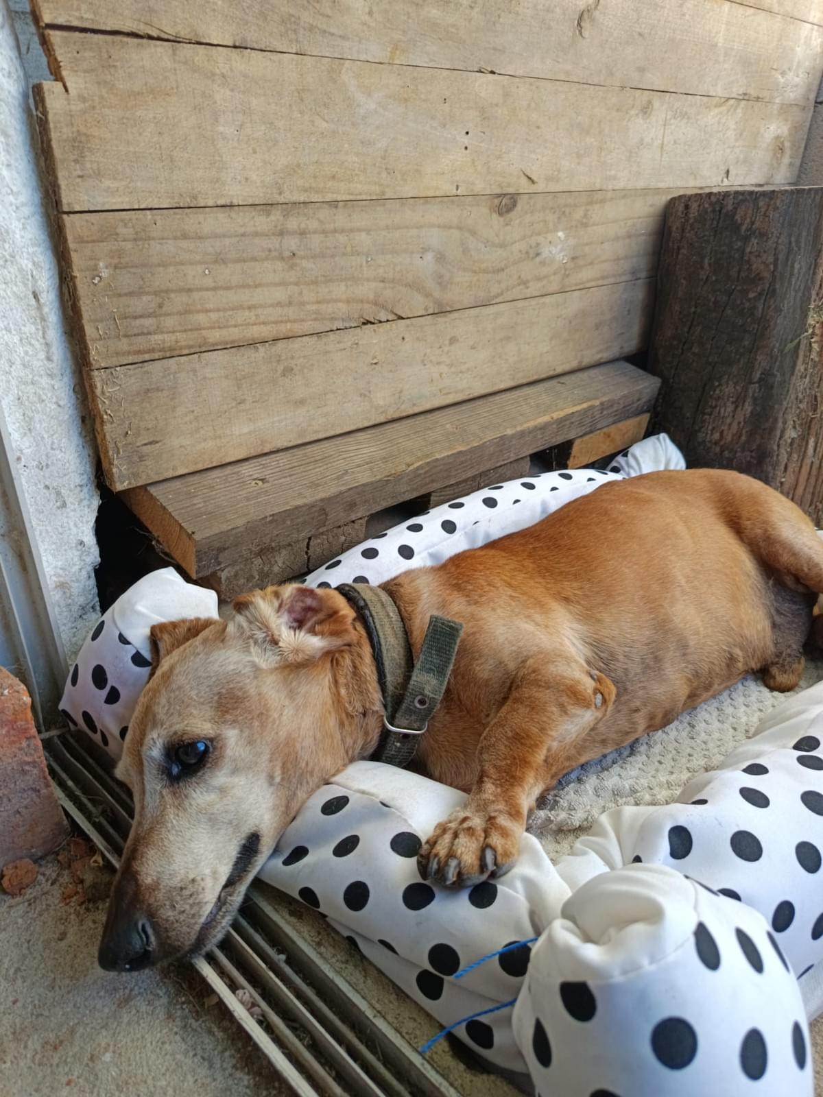 We ensure that your pets receive the necessary exercise with daily walks and playtime, promoting their physical and mental well-being. Walks and Exercise What do we offer PawHouse is a pet hotel at home where dogs and cats receive care, affection, and fun while their owners cannot attend to them. We offer safe accommodation, walks, games, daily photos, and personalized attention in a family environment full of love. We ensure that your pets receive the necessary exercise with daily walks and playtime, promoting their physical and mental well-being. Walks and Exercise What do we offer PawHouse is a pet hotel at home where dogs and cats receive care, affection, and fun while their owners cannot attend to them. We offer safe accommodation, walks, games, daily photos, and personalized attention in a family environment full of love.