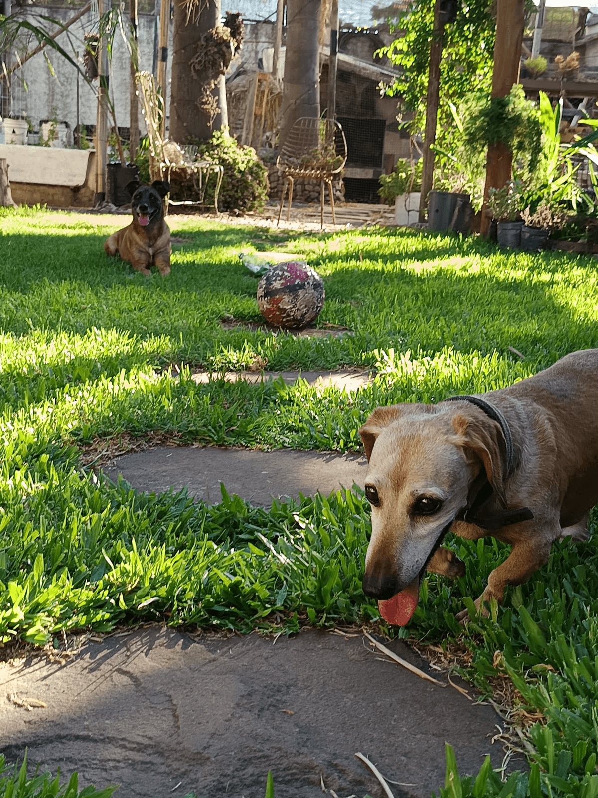 Our pet hotel offers a safe and comfortable environment where your dog or cat can relax and feel at home, surrounded by love and constant care. Safe Accommodation What do we offer PawHouse is a pet hotel at home where dogs and cats receive care, affection, and fun while their owners cannot attend to them. We offer safe accommodation, walks, games, daily photos, and personalized attention in a family environment full of love. Our pet hotel offers a safe and comfortable environment where your dog or cat can relax and feel at home, surrounded by love and constant care. Safe Accommodation What do we offer PawHouse is a pet hotel at home where dogs and cats receive care, affection, and fun while their owners cannot attend to them. We offer safe accommodation, walks, games, daily photos, and personalized attention in a family environment full of love.