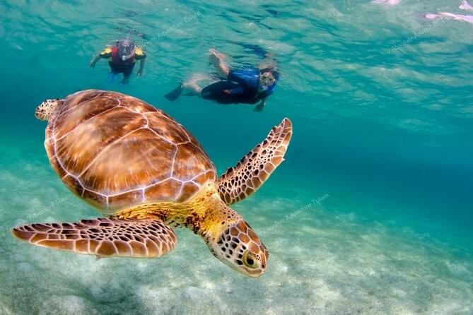 Your travel plans should work for you. That’s why we offer flexible itineraries that can be adjusted to your preferences. Whether you want a leisurely pace or an action-packed day, our local guides are here to tailor your adventure to your desires. Flexible Adventures What We Do GuidedByLocals connects travelers directly with real local guides, not agencies.
Every tour is organized and led by passionate locals who know their region inside out.
Core message: “Real local guides. Real stories. No middlemen.”
Tone: warm, personal, trustworthy, inspiring — similar to Airbnb Experiences or Secretoo.com.
Design style: bright, natural, authentic travel photos (local faces, nature, small groups).
Target audience: English-speaking travelers (US, UK, Australia, Canada) looking for unique, authentic experiences in Mexico.
The site should look human and experiential, not corporate.
1. homepage with cover photo, what they will get (fair price for eveyrone, small group, authentic, flexible), how it works ? Tesmonies / .1. contact us with. 2 get the price, deposit to book the guide, enjoy your excursion
2. page as a menu : Visit of chichen Itza, Sian Kaan boat tour, Visite tulum and swim with turtle
3. Who are we ?
4. Contact us. Your travel plans should work for you. That’s why we offer flexible itineraries that can be adjusted to your preferences. Whether you want a leisurely pace or an action-packed day, our local guides are here to tailor your adventure to your desires. Flexible Adventures What We Do GuidedByLocals connects travelers directly with real local guides, not agencies.
Every tour is organized and led by passionate locals who know their region inside out.
Core message: “Real local guides. Real stories. No middlemen.”
Tone: warm, personal, trustworthy, inspiring — similar to Airbnb Experiences or Secretoo.com.
Design style: bright, natural, authentic travel photos (local faces, nature, small groups).
Target audience: English-speaking travelers (US, UK, Australia, Canada) looking for unique, authentic experiences in Mexico.
The site should look human and experiential, not corporate.
1. homepage with cover photo, what they will get (fair price for eveyrone, small group, authentic, flexible), how it works ? Tesmonies / .1. contact us with. 2 get the price, deposit to book the guide, enjoy your excursion
2. page as a menu : Visit of chichen Itza, Sian Kaan boat tour, Visite tulum and swim with turtle
3. Who are we ?
4. Contact us.