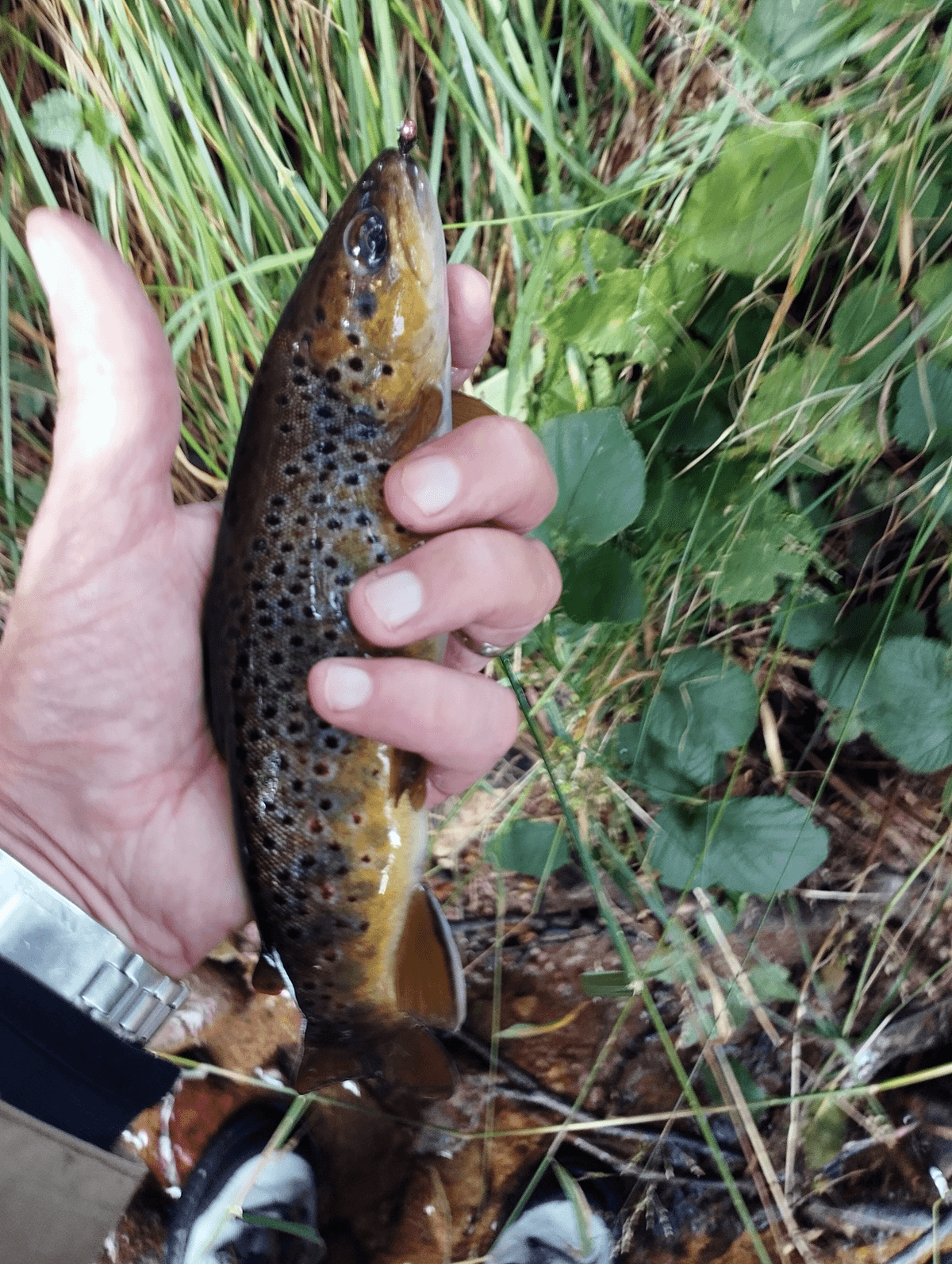 We use sustainable and environmentally friendly materials to preserve our aquatic ecosystems. Ecological engagement Our Mission I am a creator of artificial flies for fly fishermen. We use sustainable and environmentally friendly materials to preserve our aquatic ecosystems. Ecological engagement Our Mission I am a creator of artificial flies for fly fishermen.