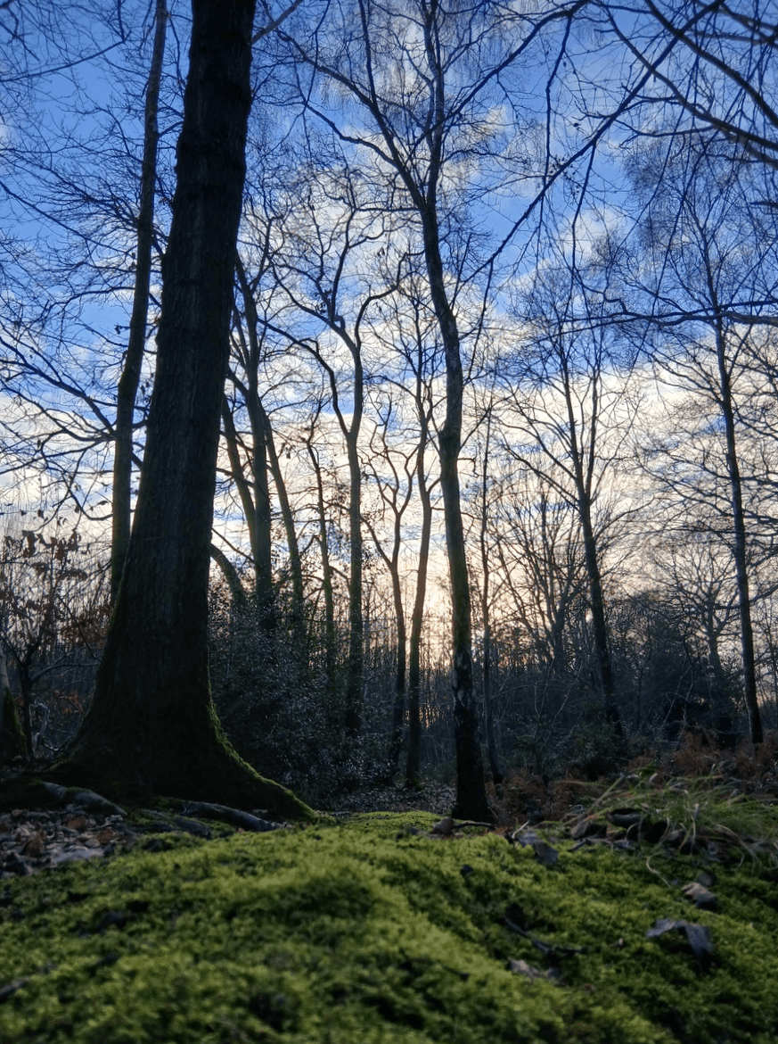 — Sarah Thompson “Participating in a session at Twisted Roots was a life-changing experience. I felt connected to nature and myself in a way I never expected.” Discover the transformative power of nature with Twisted Roots Forest Therapy At Twisted Roots Forest Therapy, we invite you to reconnect with the natural world and rediscover your inner balance through the healing power of the forest. Rooted in the principles of Shinrin-yoku (forest bathing), our guided sessions weave together mindfulness, creativity, and earth-based wisdom. Each experience may include meditation, nature-inspired art, herbalism, foraging, journaling, and other mindful practices that nurture a deep connection to both self and nature. Among the trees, participants are encouraged to slow down, breathe deeply, and open their senses to the beauty and wisdom of the living world. Twisted Roots is more than a retreat—it’s a journey of grounding, growth, and gentle transformation. — Sarah Thompson “Participating in a session at Twisted Roots was a life-changing experience. I felt connected to nature and myself in a way I never expected.” Discover the transformative power of nature with Twisted Roots Forest Therapy At Twisted Roots Forest Therapy, we invite you to reconnect with the natural world and rediscover your inner balance through the healing power of the forest. Rooted in the principles of Shinrin-yoku (forest bathing), our guided sessions weave together mindfulness, creativity, and earth-based wisdom. Each experience may include meditation, nature-inspired art, herbalism, foraging, journaling, and other mindful practices that nurture a deep connection to both self and nature. Among the trees, participants are encouraged to slow down, breathe deeply, and open their senses to the beauty and wisdom of the living world. Twisted Roots is more than a retreat—it’s a journey of grounding, growth, and gentle transformation.