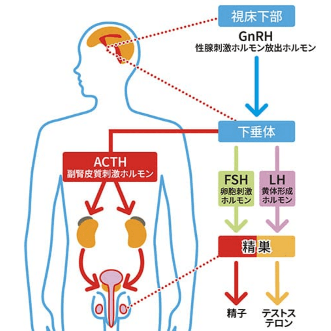 Through specialized and individualized programs tailored to the customer's constitution and lifestyle habits, we aim for fundamental health recovery. personalized health treatment program Our company's service The "comprehensive medical care" service is centered on the traditional concept of "food and medicine are of the same origin" and pursues a harmonious integration of modern medical science methods and natural dietary therapy. This service focuses on the fundamental recovery and maintenance of health in the body, providing specialized and individualized health treatment programs according to the differences in individual constitutions and characteristics of lifestyle habits, and supports people in building a stable and healthy lifestyle over the long term.