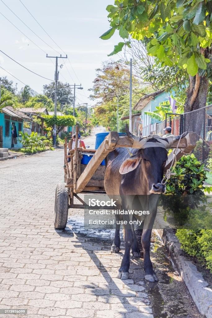 Discover the beauty of Ometepe We are a tourism agency specialized in All Inclusive packages within the island Ometepe, Nicaragua. Our service combines ecological accommodation, safe transportation, local gastronomy, and guided activities in the main natural and cultural attractions of the island. We design personalized experiences for families, students, international travelers, and groups who wish to connect with nature, explore volcanoes, discover the history of the petroglyphs with the comfort and quality of a comprehensive service. Discover the beauty of Ometepe We are a tourism agency specialized in All Inclusive packages within the island Ometepe, Nicaragua. Our service combines ecological accommodation, safe transportation, local gastronomy, and guided activities in the main natural and cultural attractions of the island. We design personalized experiences for families, students, international travelers, and groups who wish to connect with nature, explore volcanoes, discover the history of the petroglyphs with the comfort and quality of a comprehensive service.