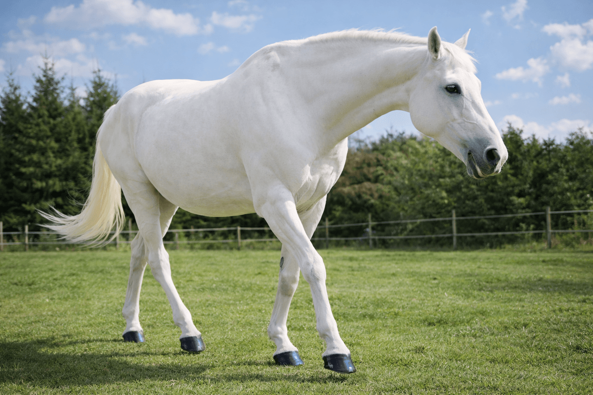 Discover the benefits of using Ule Hoof Oil for strong and resilient hooves Enhance Your Horse's Hoof Health Ule Hoof Oil is a Oil for horses hooves Discover the benefits of using Ule Hoof Oil for strong and resilient hooves Enhance Your Horse's Hoof Health Ule Hoof Oil is a Oil for horses hooves