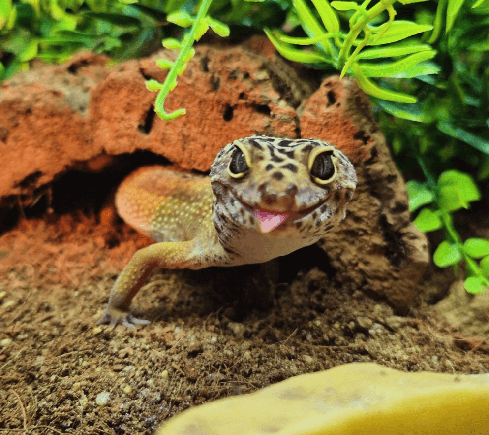 Section image