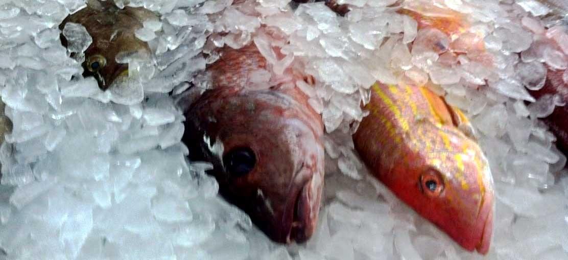 Ice machine apply to fisn industry Ice machine apply to fisn industry