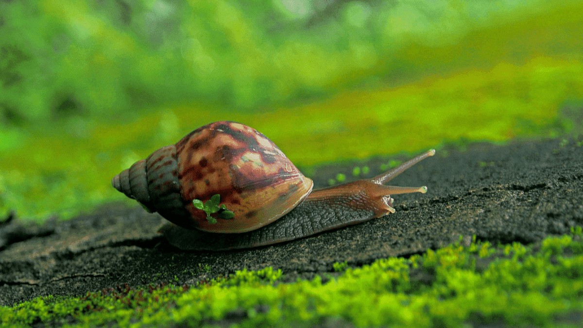 Siput yang menggambarkan situs web yang lambat Siput yang menggambarkan situs web yang lambat
