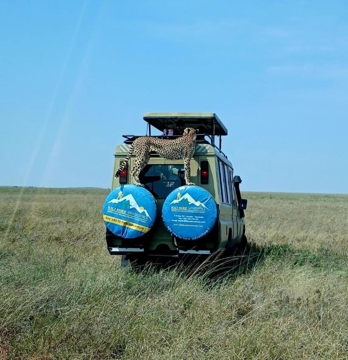 hydration and lunch break in the serengeti hydration and lunch break in the serengeti