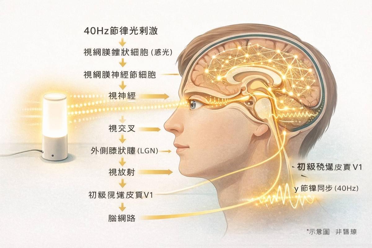 40Hz護智光