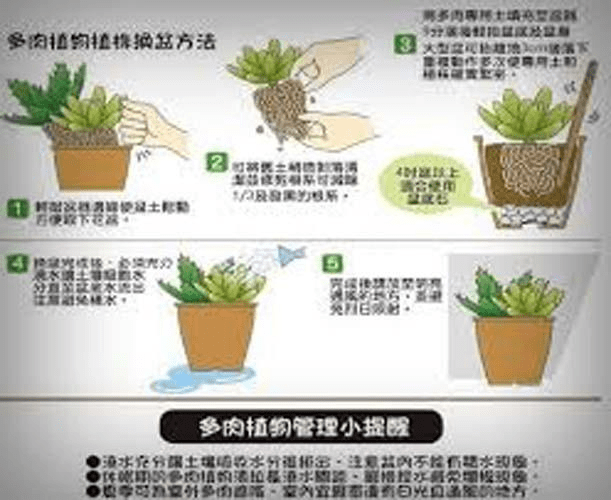 best soil for succulents in pots best soil for succulents in pots