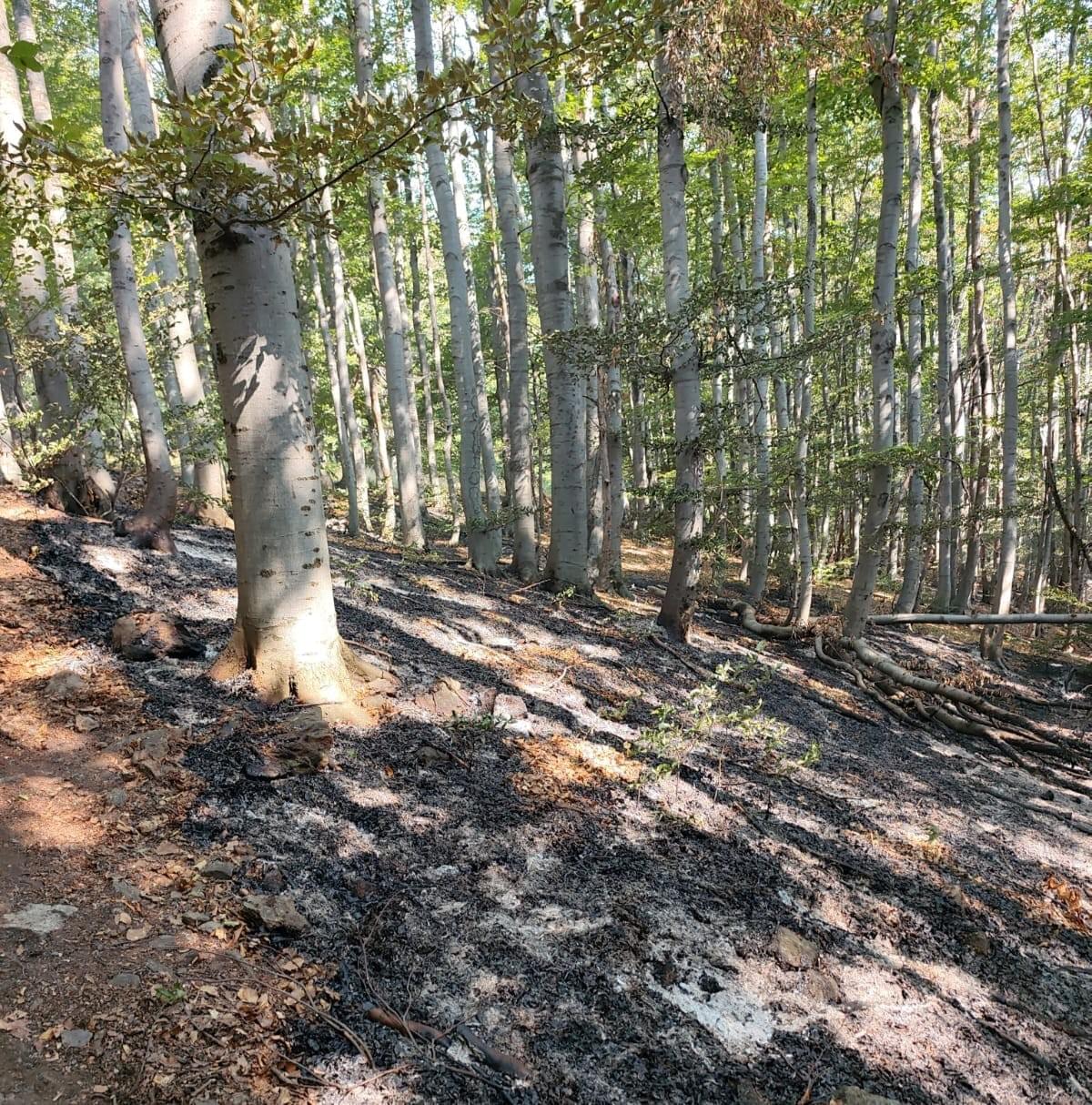 Section image