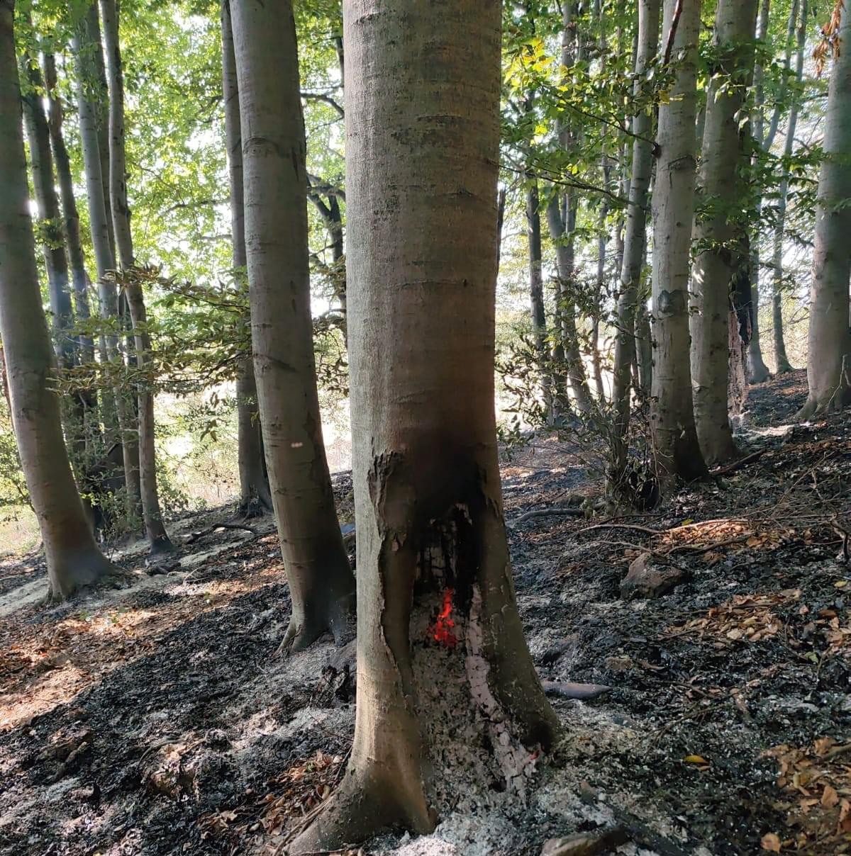 Section image