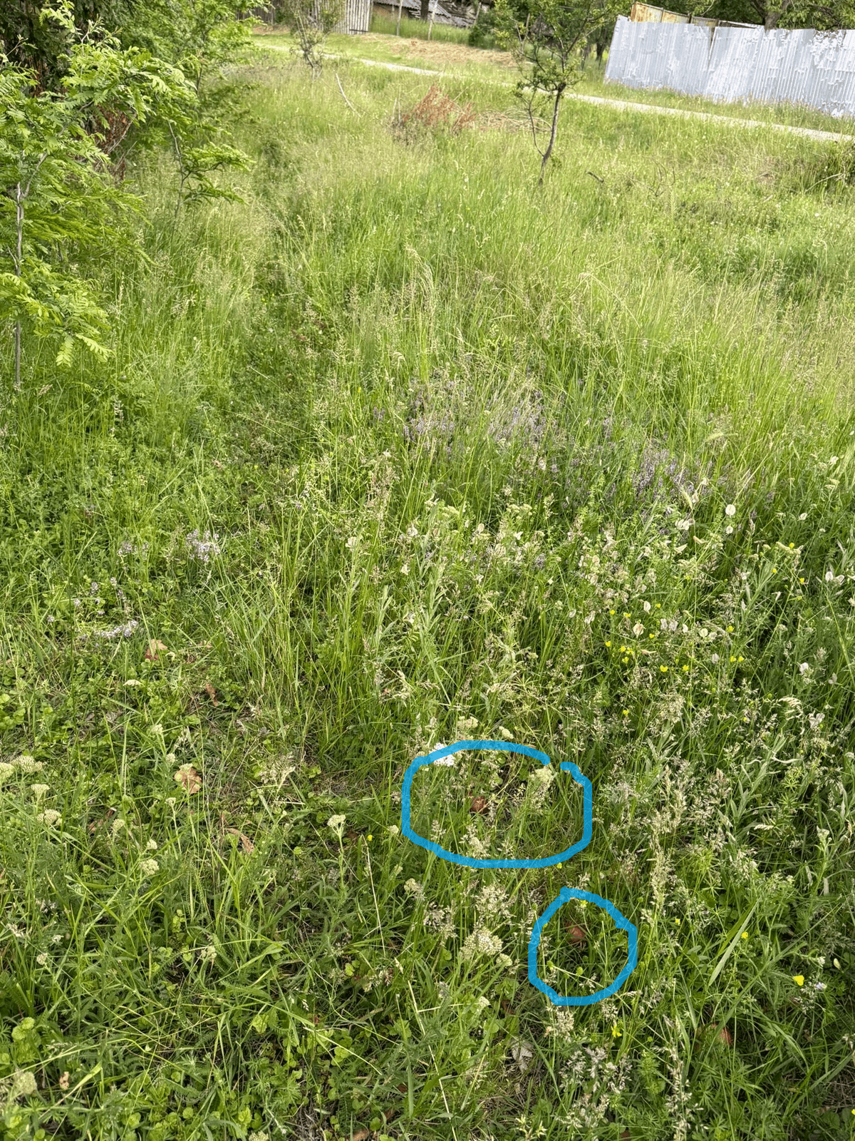 Section image