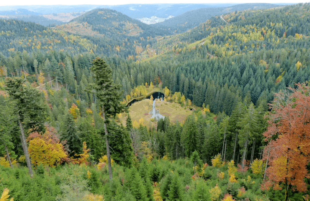 Section image