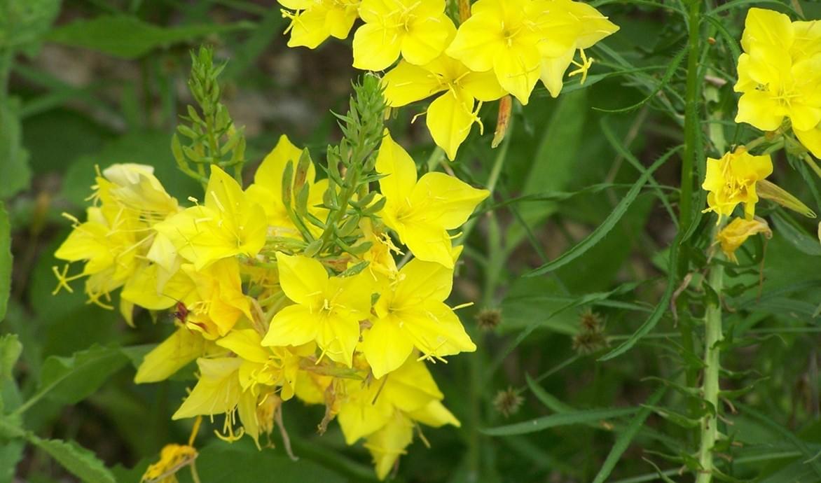 ATMAT pregnancy massage ATMAT pregnancy massage