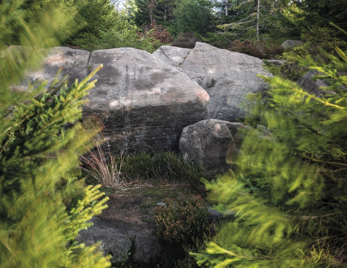 Section image
