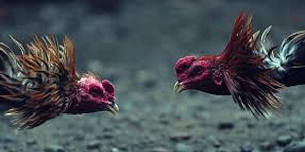 Sabung Ayam S128 Sabung Ayam S128