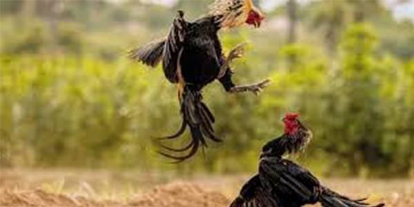 S128 Sabung Ayam Online S128 Sabung Ayam Online