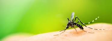 Wrentham, MA Mosquito Control Wrentham, MA Mosquito Control
