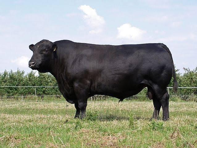 Premium Black Angus Cattle