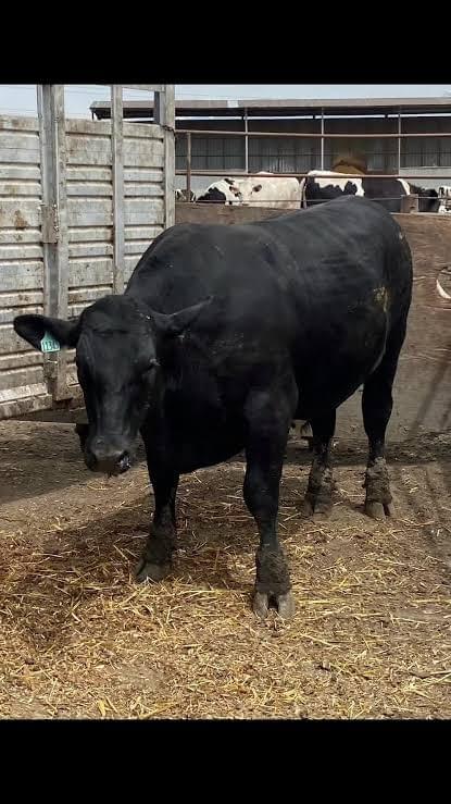 Premium Black Angus Cattle