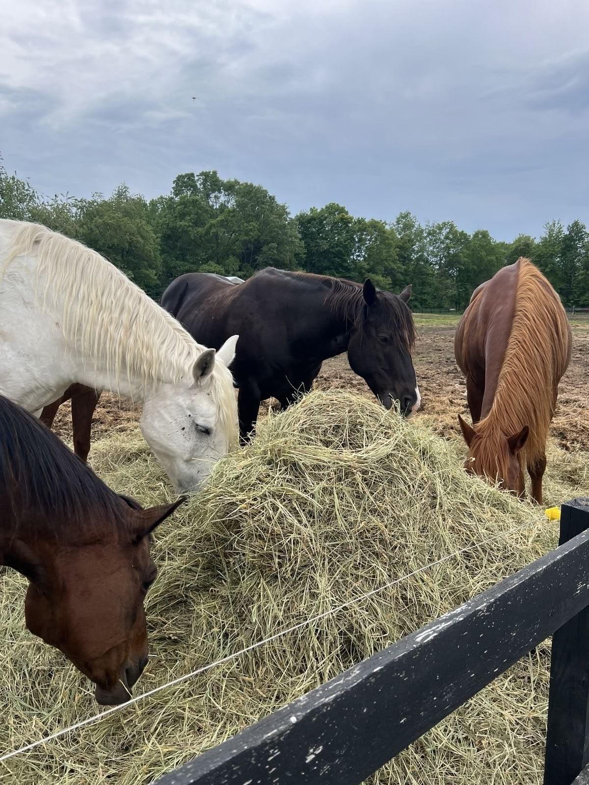 Ranch Life & Livestock