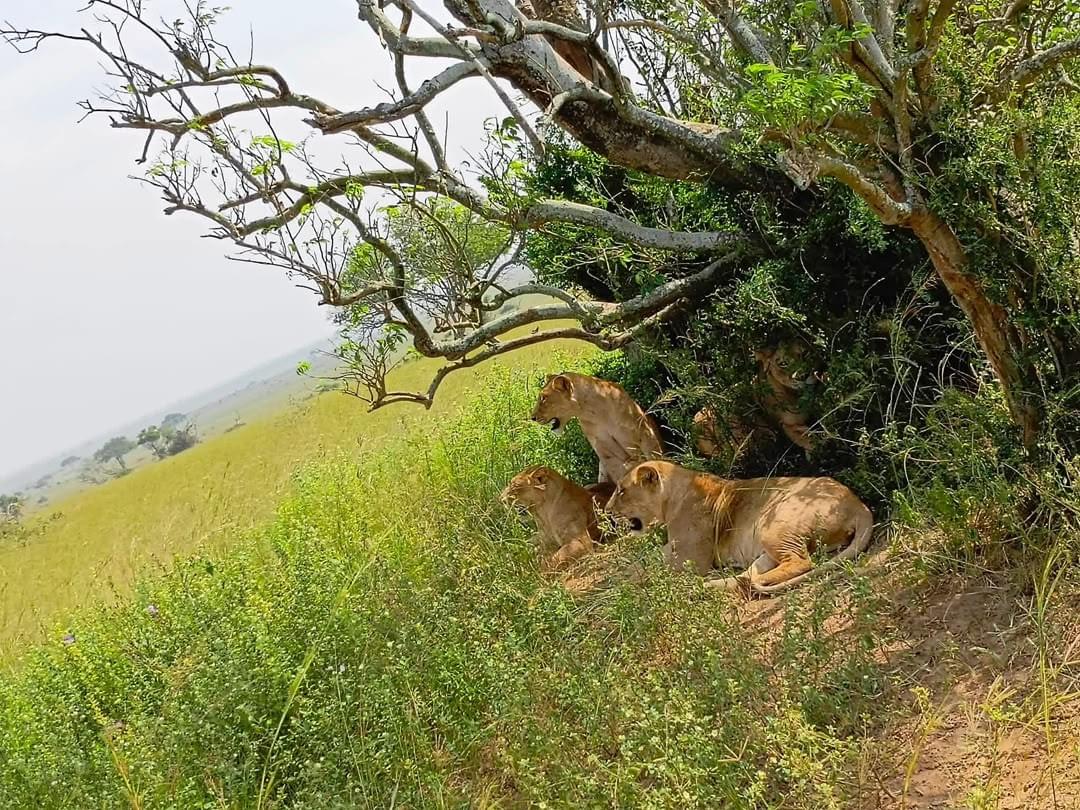 From flights and hotels to visas and local guides, we handle all logistics for a seamless travel experience across Uganda, Rwanda, Kenya, Tanzania, and beyond. Travel Assistance & Booking Our Services We are an expert Tour & Travel Company with unparalleled ground-handling experience, specializing in Luxury, Premium & Budget Safaris across the Great Lakes Region and beyond.
Our experiences include Gorilla Trekking, Wildlife & Fauna Safaris, Flora & Nature Tours, Cultural Experiences, Agro-Tourism, Honeymoon Safaris, Family Holidays, Beach Getaways, Adventure Trips, Group Tours and tailor-made journeys.
At Chloe Uganda, we believe every journey should be seamless, memorable and worth every moment. From planning and transportation to accommodation, activities and local experiences, we take care of the details so you can simply enjoy the journey.
Uganda | Rwanda | Kenya | Tanzania | DrCongo, Burundi & Beyond
Gorilla & Wildlife Safaris
Luxury | Premium | Budget Travel
Honeymoon & Romantic Escapes
Family & Group Holidays
Flights, Hotels, Visas & Travel Assistance
Cultural, Nature & Agro-Tourism Experiences
Private & Tailor-Made Tours
Chloe Uganda — Come as a Tourist, Leave as Family. From flights and hotels to visas and local guides, we handle all logistics for a seamless travel experience across Uganda, Rwanda, Kenya, Tanzania, and beyond. Travel Assistance & Booking Our Services We are an expert Tour & Travel Company with unparalleled ground-handling experience, specializing in Luxury, Premium & Budget Safaris across the Great Lakes Region and beyond.
Our experiences include Gorilla Trekking, Wildlife & Fauna Safaris, Flora & Nature Tours, Cultural Experiences, Agro-Tourism, Honeymoon Safaris, Family Holidays, Beach Getaways, Adventure Trips, Group Tours and tailor-made journeys.
At Chloe Uganda, we believe every journey should be seamless, memorable and worth every moment. From planning and transportation to accommodation, activities and local experiences, we take care of the details so you can simply enjoy the journey.
Uganda | Rwanda | Kenya | Tanzania | DrCongo, Burundi & Beyond
Gorilla & Wildlife Safaris
Luxury | Premium | Budget Travel
Honeymoon & Romantic Escapes
Family & Group Holidays
Flights, Hotels, Visas & Travel Assistance
Cultural, Nature & Agro-Tourism Experiences
Private & Tailor-Made Tours
Chloe Uganda — Come as a Tourist, Leave as Family.