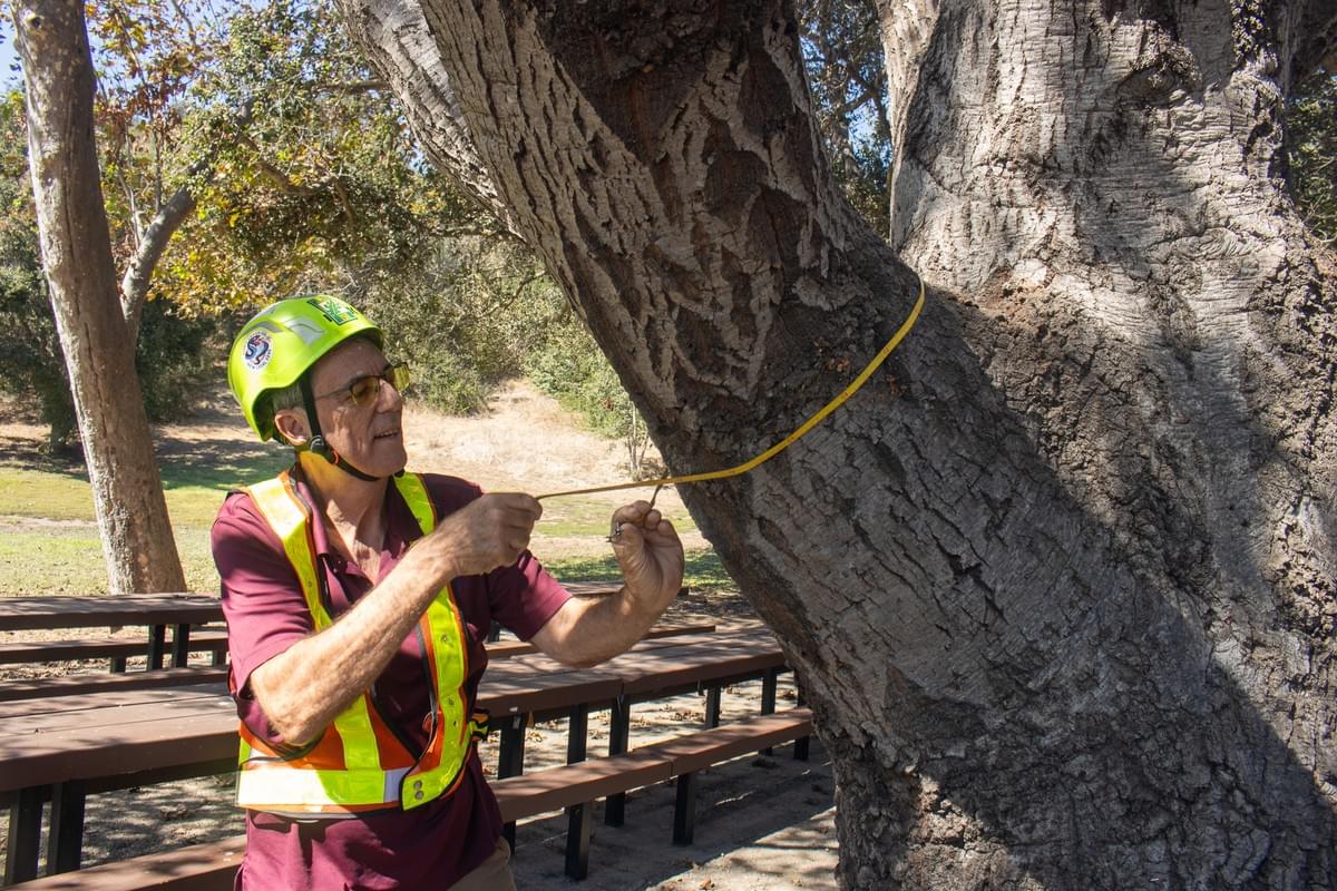 Comprehensive tree inventories and accurate appraisals help property managers, homeowners, and developers understand the value and condition of their trees. Our reports support decision-making for maintenance, development, and preservation efforts. Tree Inventories & Appraisals Our Expertise Reports, tree risk assessments, inventories, appraisals, expert witness, construction/tree protection. ASCA lists him as an ISA Certified Arborist and Board Certified Master Arborist. ISA Certification: WE-1877B
Services:
Expert Witness Services
Tree Inventories
Appraisals of Tree Value/Loss
TRAQ – Tree Risk Appraisal Qualified
Demonstrations and lectures – Pruning, Safety, Training
Contract Preparation and Supervision
Tree Management for Golf Courses, Communities, HOAs
Clearly Written Reports that Fit your Project Needs
Affiliations shown:
ISA Qualifications
International Society of Arboriculture
American Society of Consulting Arborists
ISA Board Certified Master Arborist Comprehensive tree inventories and accurate appraisals help property managers, homeowners, and developers understand the value and condition of their trees. Our reports support decision-making for maintenance, development, and preservation efforts. Tree Inventories & Appraisals Our Expertise Reports, tree risk assessments, inventories, appraisals, expert witness, construction/tree protection. ASCA lists him as an ISA Certified Arborist and Board Certified Master Arborist. ISA Certification: WE-1877B
Services:
Expert Witness Services
Tree Inventories
Appraisals of Tree Value/Loss
TRAQ – Tree Risk Appraisal Qualified
Demonstrations and lectures – Pruning, Safety, Training
Contract Preparation and Supervision
Tree Management for Golf Courses, Communities, HOAs
Clearly Written Reports that Fit your Project Needs
Affiliations shown:
ISA Qualifications
International Society of Arboriculture
American Society of Consulting Arborists
ISA Board Certified Master Arborist