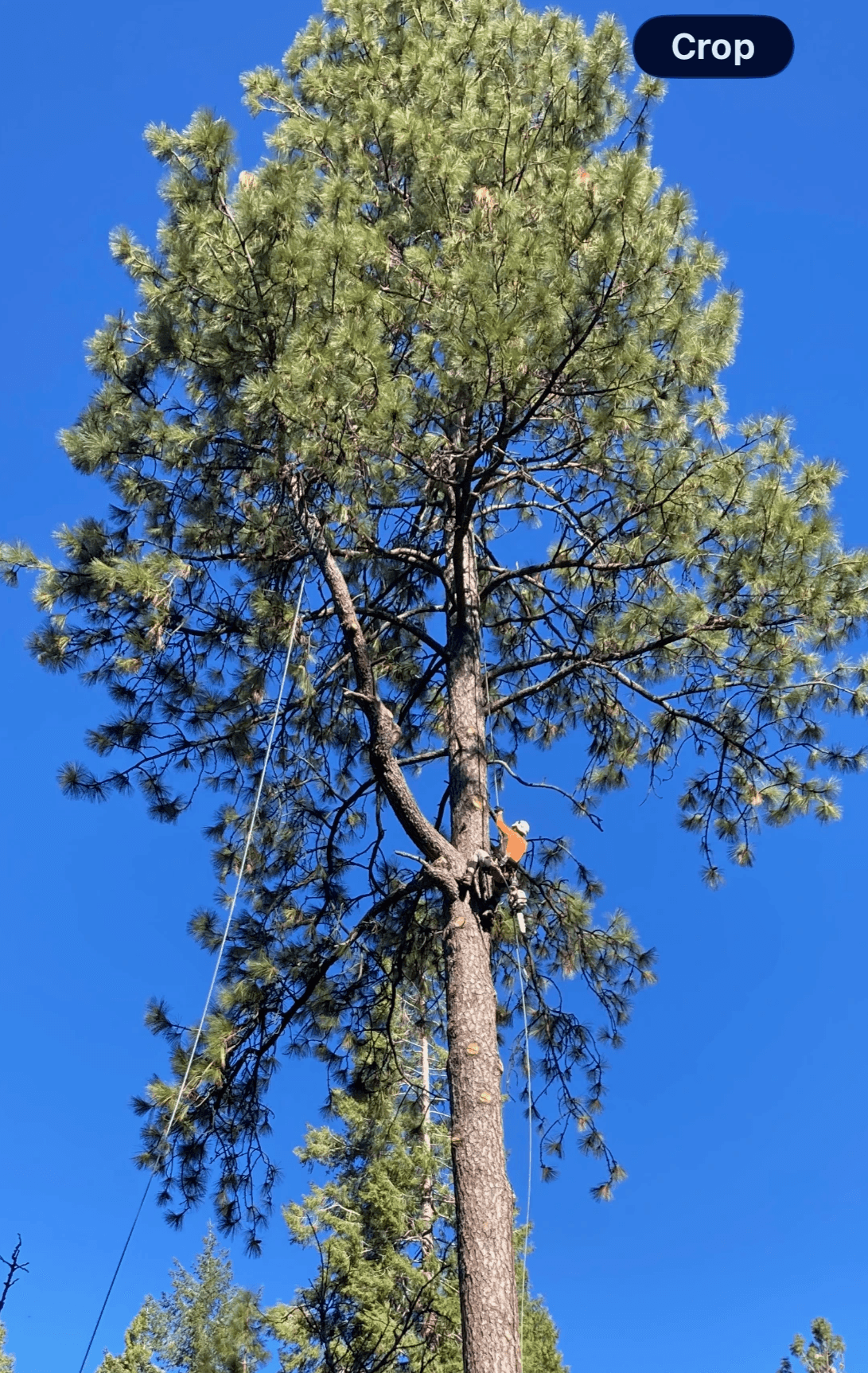 Planning and supervising tree protection during construction to preserve landscape integrity. Construction & Tree Protection Our Expertise Reports, tree risk assessments, inventories, appraisals, expert witness, construction/tree protection. ASCA lists him as an ISA Certified Arborist and Board Certified Master Arborist. ISA Certification: WE-1877B
Services:
Expert Witness Services
Tree Inventories
Appraisals of Tree Value/Loss
TRAQ – Tree Risk Appraisal Qualified
Demonstrations and lectures – Pruning, Safety, Training
Contract Preparation and Supervision
Tree Management for Golf Courses, Communities, HOAs
Clearly Written Reports that Fit your Project Needs
Affiliations shown:
ISA Qualifications
International Society of Arboriculture
American Society of Consulting Arborists
ISA Board Certified Master Arborist Planning and supervising tree protection during construction to preserve landscape integrity. Construction & Tree Protection Our Expertise Reports, tree risk assessments, inventories, appraisals, expert witness, construction/tree protection. ASCA lists him as an ISA Certified Arborist and Board Certified Master Arborist. ISA Certification: WE-1877B
Services:
Expert Witness Services
Tree Inventories
Appraisals of Tree Value/Loss
TRAQ – Tree Risk Appraisal Qualified
Demonstrations and lectures – Pruning, Safety, Training
Contract Preparation and Supervision
Tree Management for Golf Courses, Communities, HOAs
Clearly Written Reports that Fit your Project Needs
Affiliations shown:
ISA Qualifications
International Society of Arboriculture
American Society of Consulting Arborists
ISA Board Certified Master Arborist