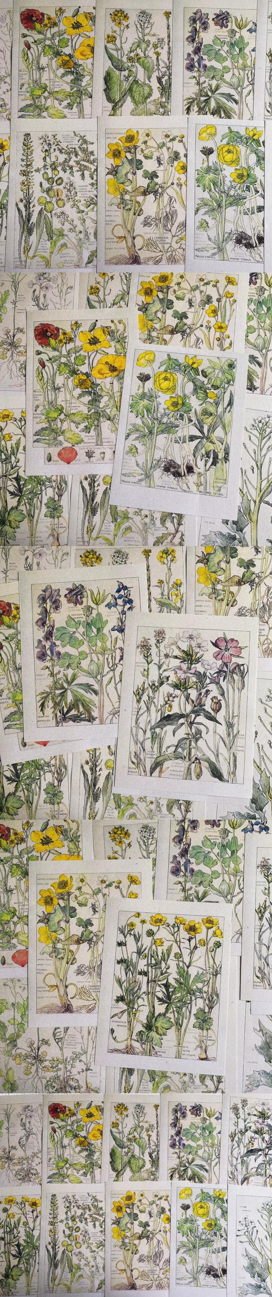 Minimalist Botanical Specimen & Fine Newsprint (10-75)