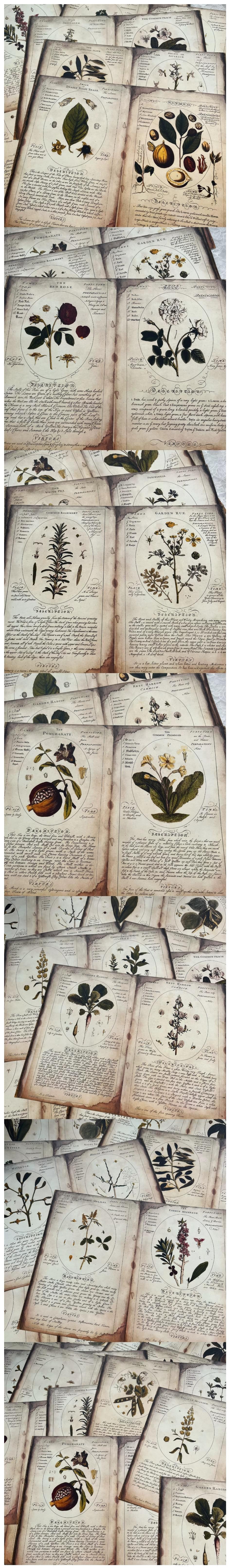 Antique Botanical Letters & Aged Typography (22-29)