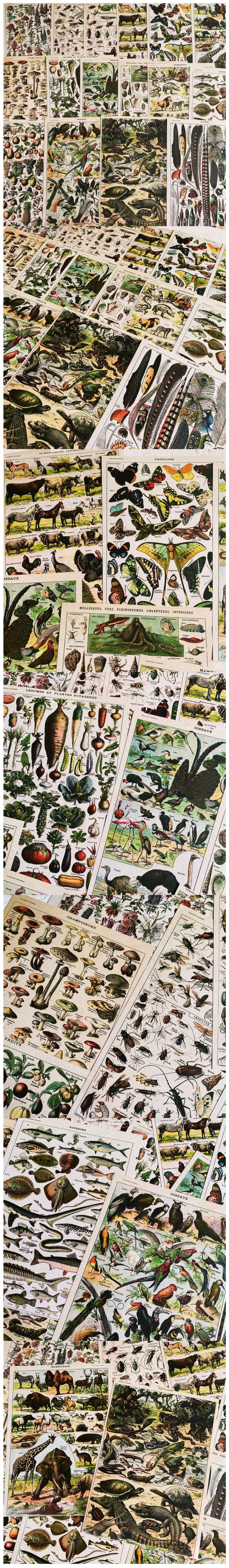 Antique Natural Insect Guide Book Ephemera Pages (10-74)