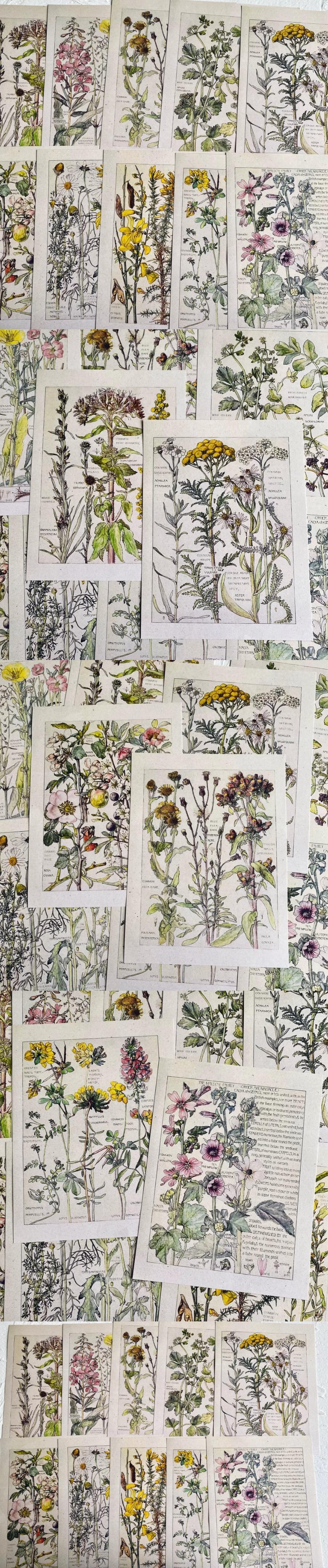 Minimalist Botanical Specimen & Fine Newsprint (10-75)