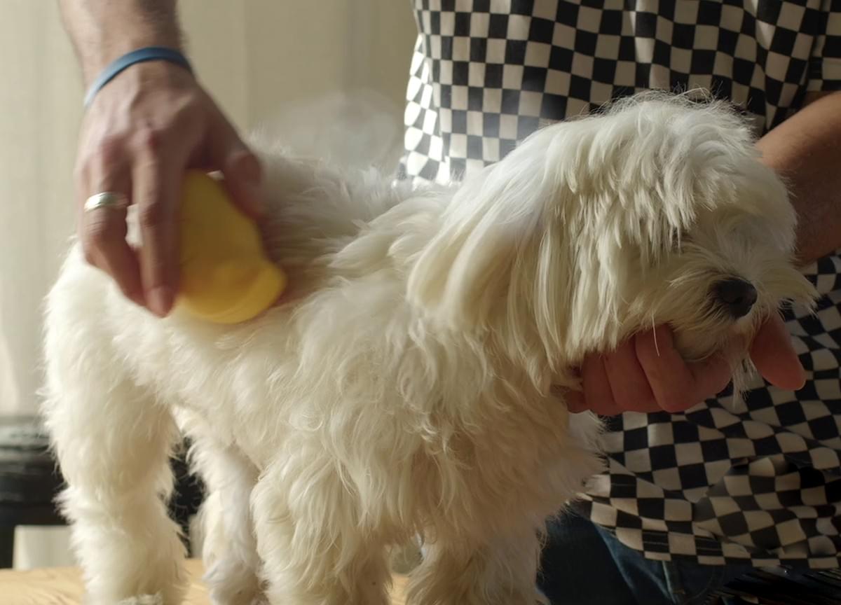 Toilettage Haute Qualité, Détente Garantie : Découvrez la Brosse Vapeur Petspa Toilettage Haute Qualité, Détente Garantie : Découvrez la Brosse Vapeur Petspa