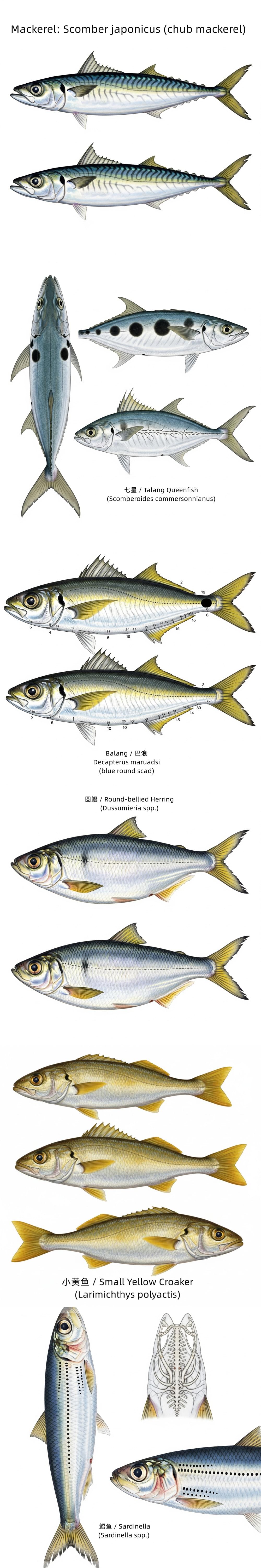 Comparison chart of different fish species in canned fish products Comparison chart of different fish species in canned fish products