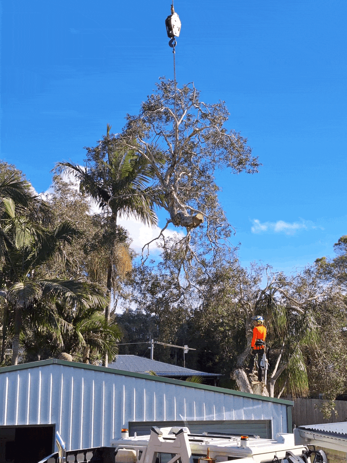 tree removal by climbing arborist using a crane to lift branches safely  tree removal by climbing arborist using a crane to lift branches safely