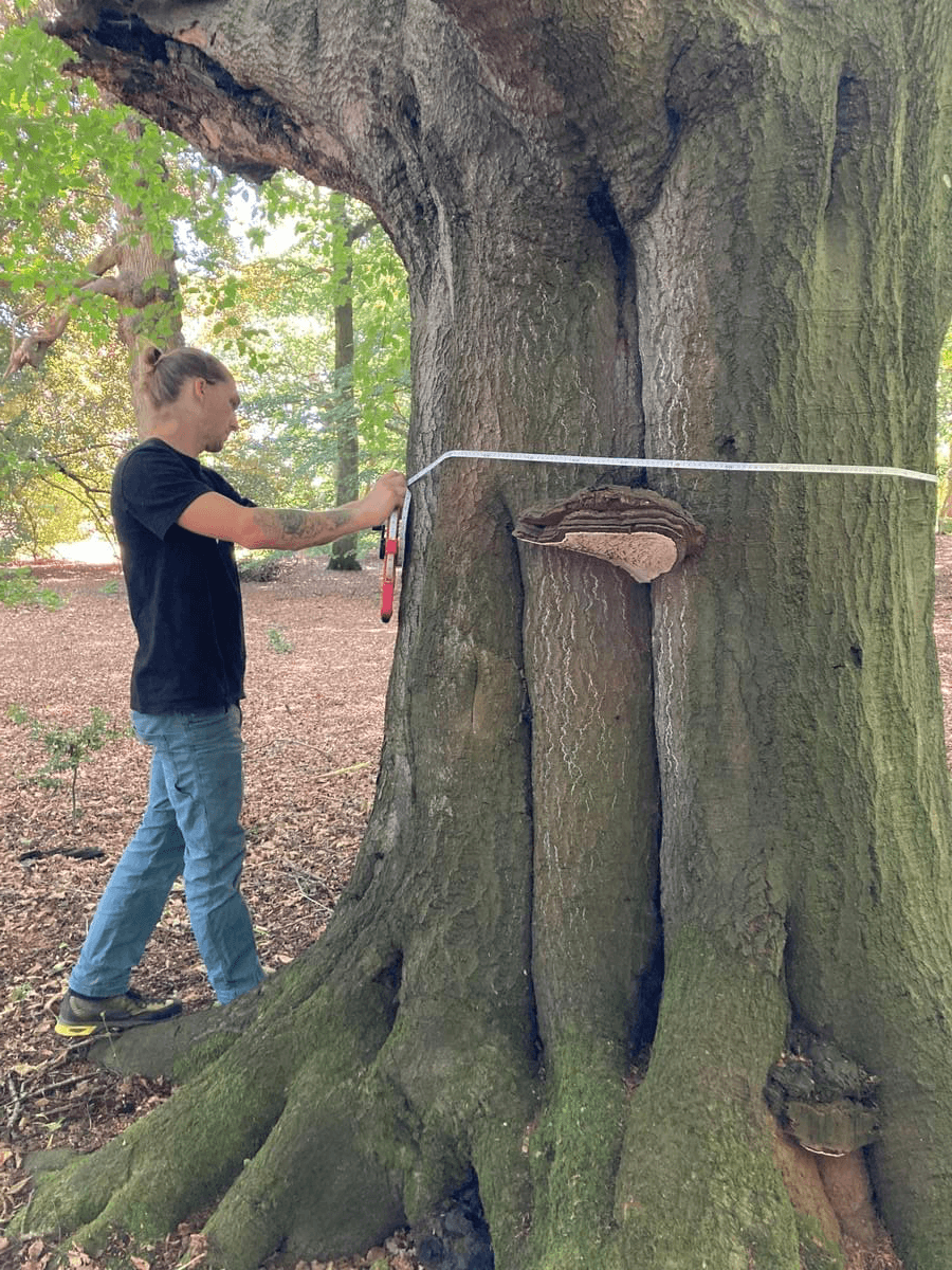 arborist measuring beech tree for a tree survey in norfolk arborist measuring beech tree for a tree survey in norfolk